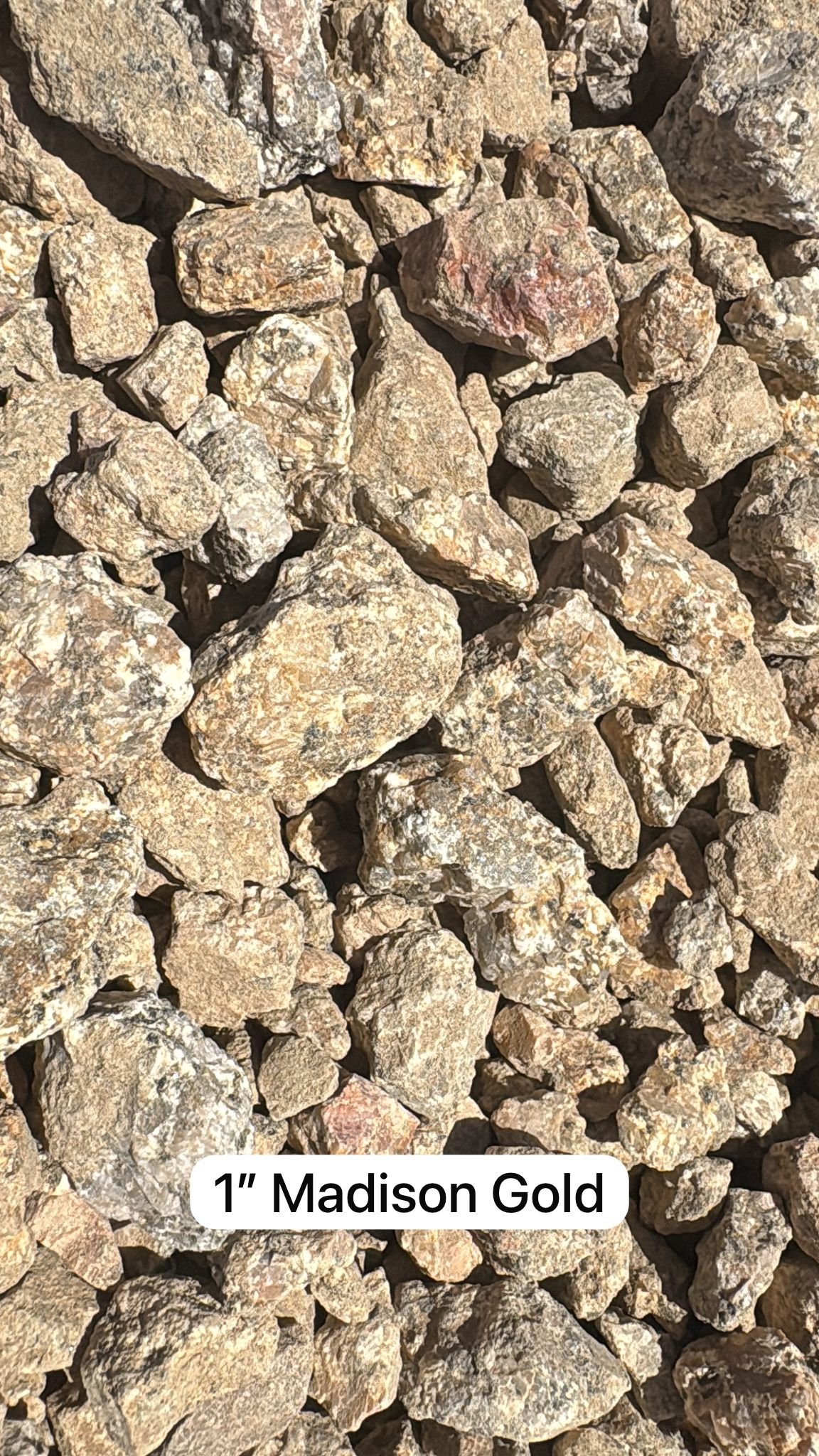 Madison Gold 1"
