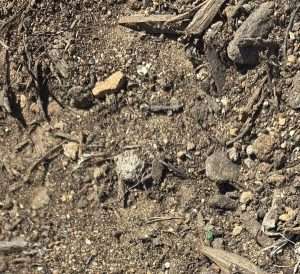 COMPOST Soil Amendment