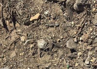 COMPOST Soil Amendment